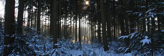 Winterwandeling Hillig Meer