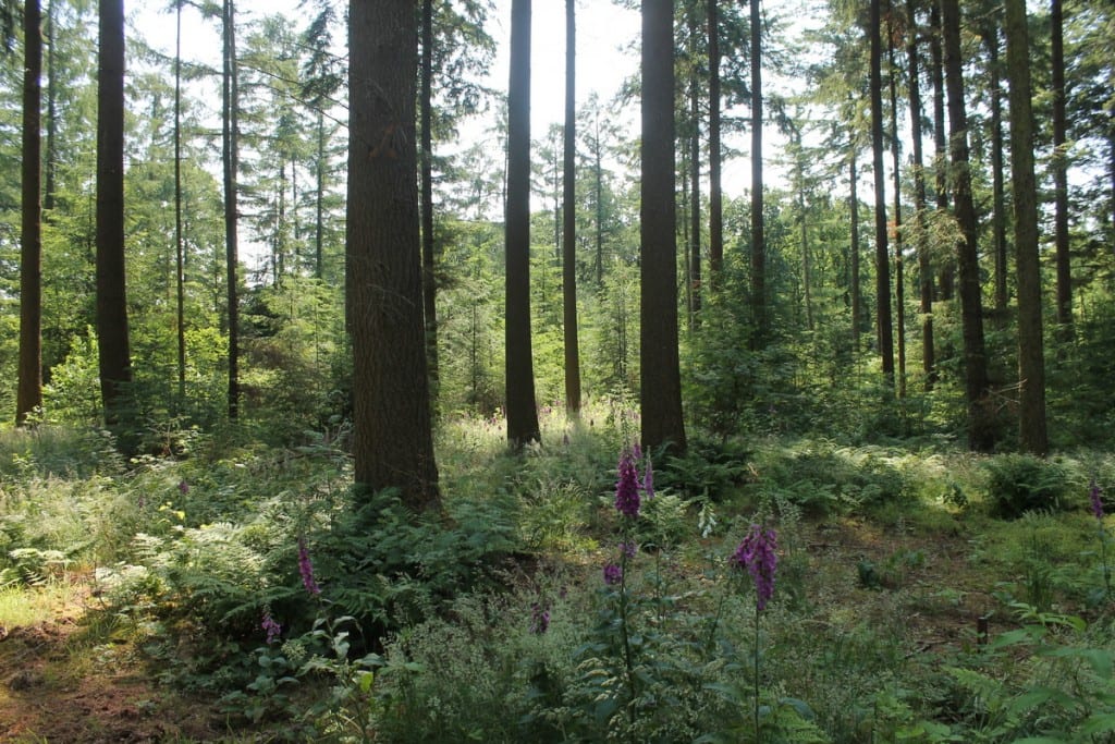 Natuurgraf in oude bos op Hillig Meer