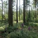 Natuurgraf in oude bos op Hillig Meer