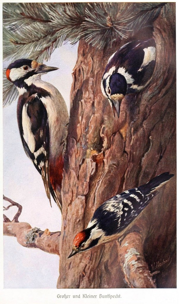 WoodpeckersBrehm