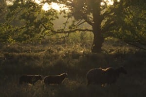 Schapen op Heidehof