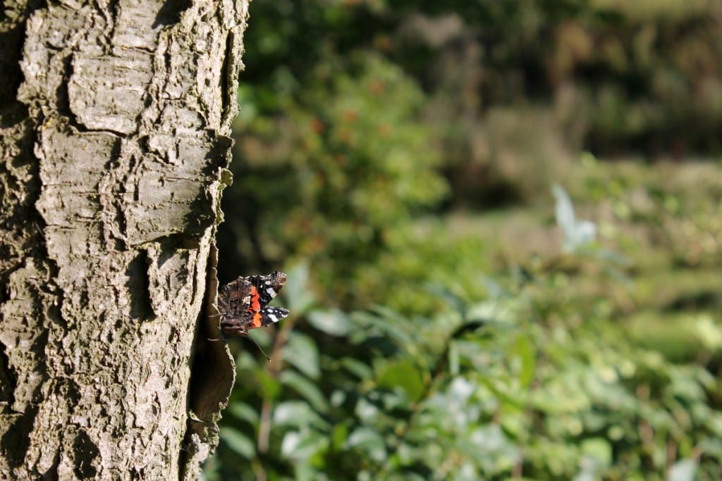 Natuur op Hillig Meer