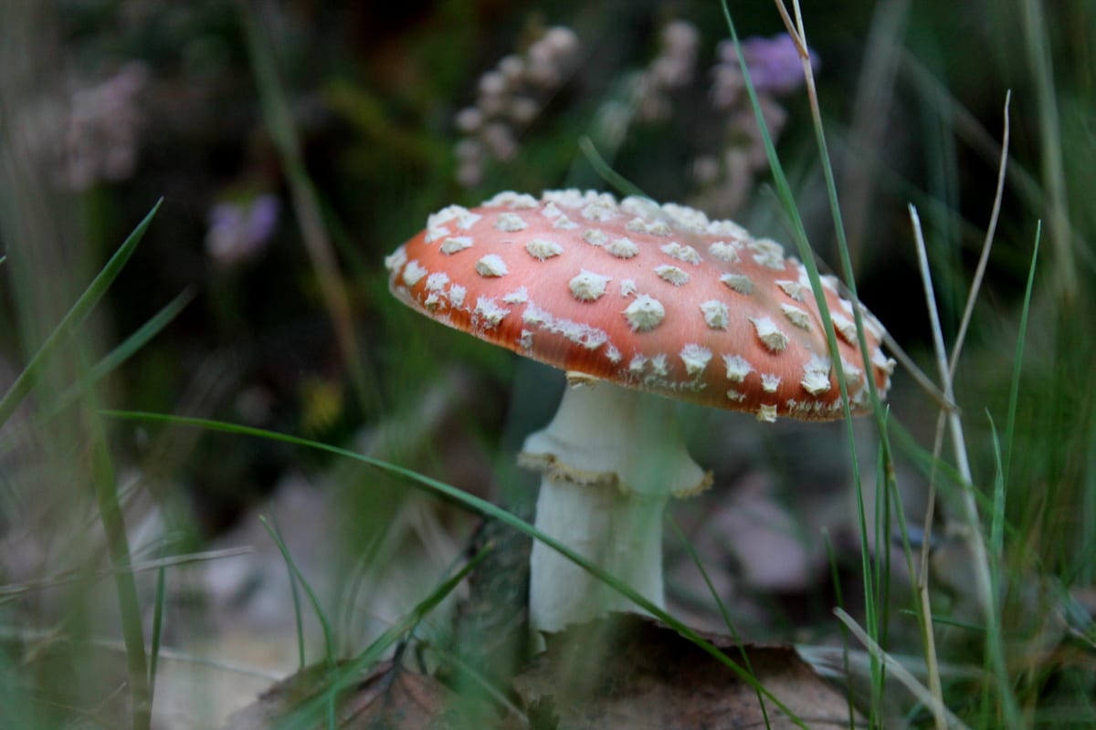 Natuur op Hillig Meer