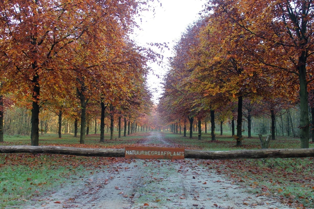 Beukenlaan in de herfst