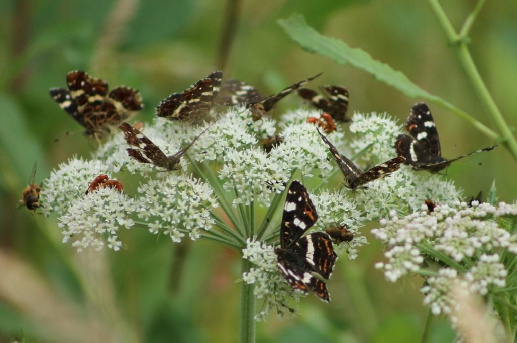 natuurwandeling-hillig-meer (10)