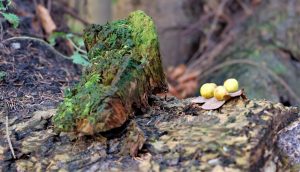 Workshop Natuurkunst 18 april 2020