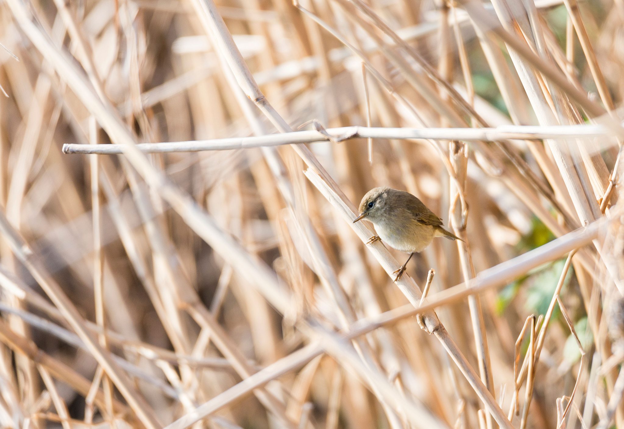 Voorjaarswandeling: op zoek naar zomervogels, zoals de tjiftjaf