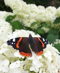 Rondleiding Hillig Meer