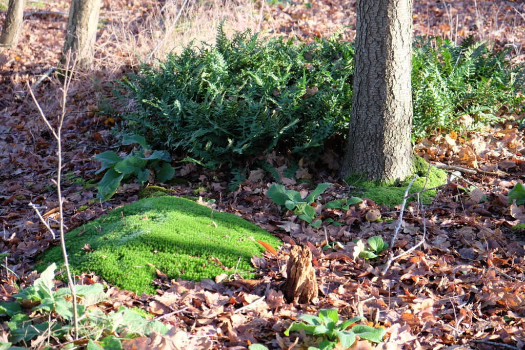 opgaan-in-de-natuur-zonder-versieringen