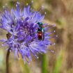 Zandblauwtje-met-juweelwesp