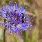 Zandblauwtje-met-juweelwesp