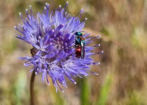 Zandblauwtje met juweelwesp op Hillig Meer Zandblauwtje-met-juweelwesp