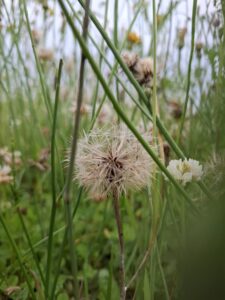 Opgaan in de natuur op Hillig Meer