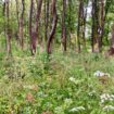 graf-terugvinden-op-Hillig-Meer-met-digitale-kaart