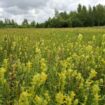 Troost vinden in de natuur van Hillig Meer