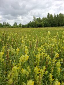 Troost vinden in de natuur van Hillig Meer